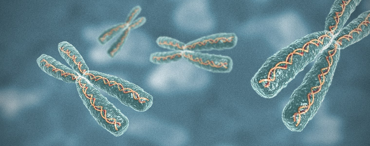 Chromozomy samčí a samičí spermie
