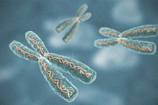 Chromozomy samčí a samičí spermie